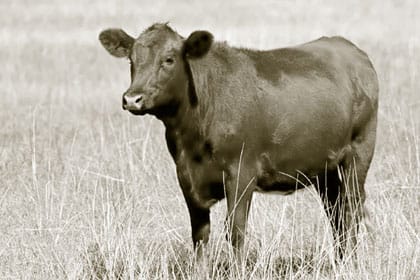 El Gran Engaño - Conferencias - B - 09d La profecia de la vaca alazana